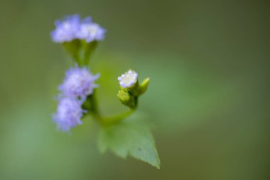 Vernonia bitkisinin küçük mor çiçeklerinin yakın çekim. 