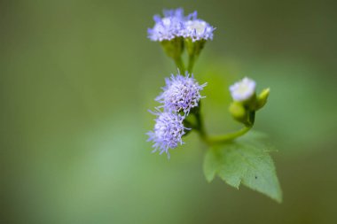 Vernonia bitkisinin küçük mor çiçeklerinin yakın çekim. 