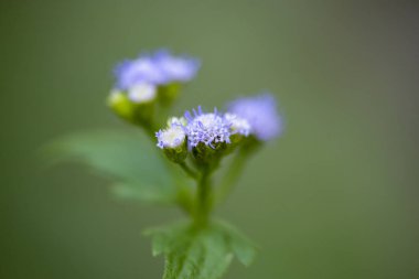 Vernonia bitkisinin küçük mor çiçeklerinin yakın çekim. 