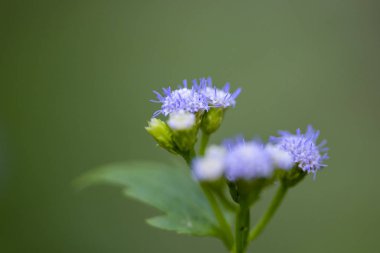 Vernonia bitkisinin küçük mor çiçeklerinin yakın çekim. 