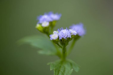 Vernonia bitkisinin küçük mor çiçeklerinin yakın çekim. 