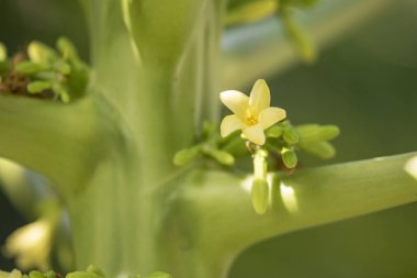 Papaya veya kavun ağacı (Latince Carica papaya) doğal l yakın çekim