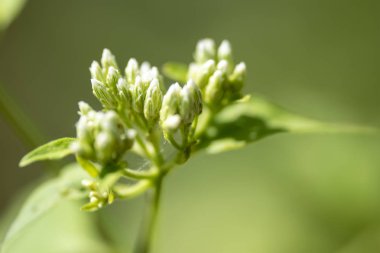 Kokulu krom (lat. Chromolaena odorata) - çok yıllık bitki o