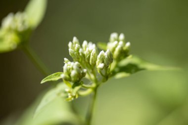 Kokulu krom (lat. Chromolaena odorata) - çok yıllık bitki o