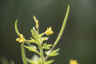 Bitki Gynandropsis gynandra yakın çekim doğal ışık.