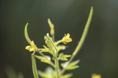 Bitki Gynandropsis gynandra yakın çekim doğal ışık.