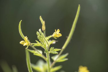 Bitki Gynandropsis gynandra yakın çekim doğal ışık.