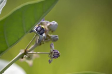 Calotropis bitkisi doğal ışıkta yakın çekim. 