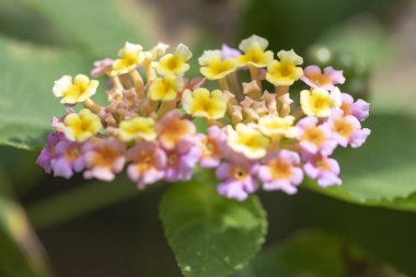 Bitki Lantana çok renkli çiçekler doğal l yakın çekim