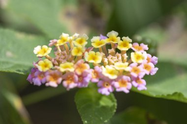 Bitki Lantana çok renkli çiçekler doğal l yakın çekim
