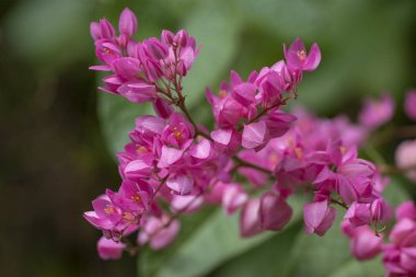 Clerodendrum Thompson (lat. Clerodendrum thomsonae) - çiçekler cl