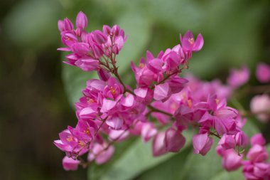 Clerodendrum Thompson (lat. Clerodendrum thomsonae) - çiçekler cl