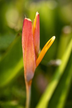 Heliconia çiçek yakın çekim doğal ışık.
