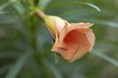 Thevetia peruviana (Cascabela thevetia) - doğada bitki, yakın