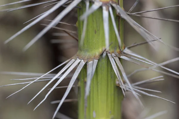 O talo de uma palmeira com agulhas fecha-se na luz natural . — Fotografia de Stock