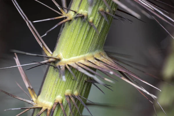 O talo de uma palmeira com agulhas fecha-se na luz natural . — Fotografia de Stock