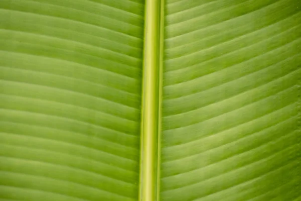 Текстура пальмового листа крупным планом . — стоковое фото