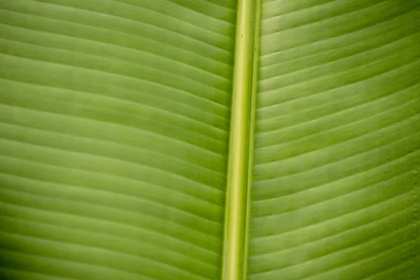 Текстура пальмового листа крупным планом . — стоковое фото