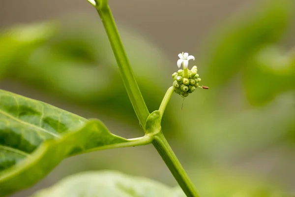 Plantas de flores Morinda Citrus (lat. Morinda citrifolia) primer plano — Foto de Stock