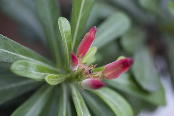 Blütenpflanze Adenium aus nächster Nähe in natürlichem Licht. — Stockfoto