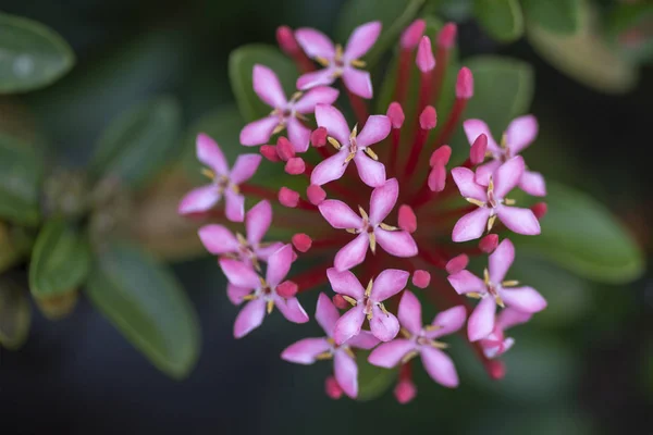 Schöne rote Blüten der Pflanze ixora chinensis in natürlicher Form — Stockfoto