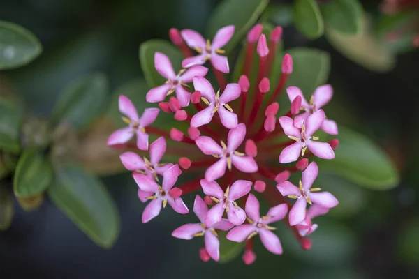 Schöne rote Blüten der Pflanze ixora chinensis in natürlicher Form — Stockfoto