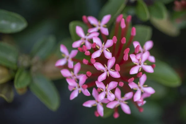 Schöne rote Blüten der Pflanze ixora chinensis in natürlicher Form — Stockfoto