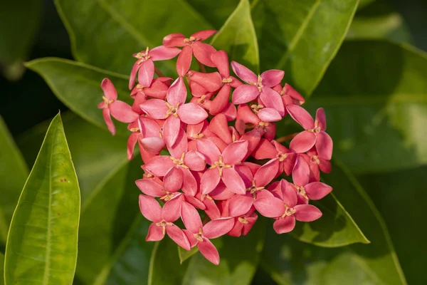 Beautiful red flowers of the plant Ixora chinensis in natural li — Stock Photo, Image