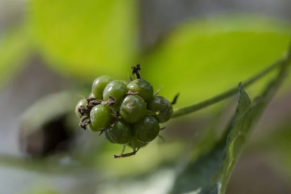 La flor sin abrir de la planta Lantana camara primer plano en natu — Foto de Stock