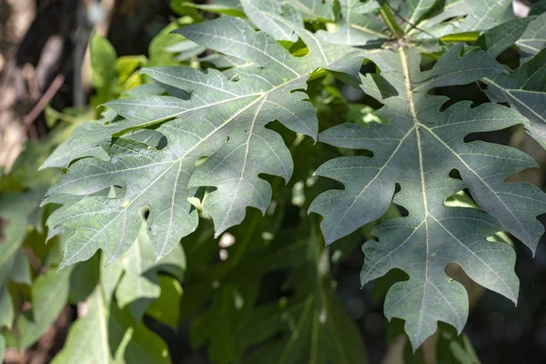 Πράσινα φύλλα από ένα πεπόνι (μια πανοπλία. Καρίκα παπάγια) κοντινό — Φωτογραφία Αρχείου