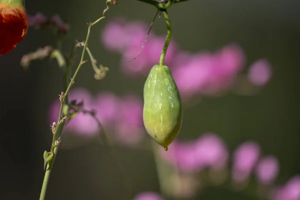 De vrucht van de plant Coccinia grandis close-up. — Stockfoto