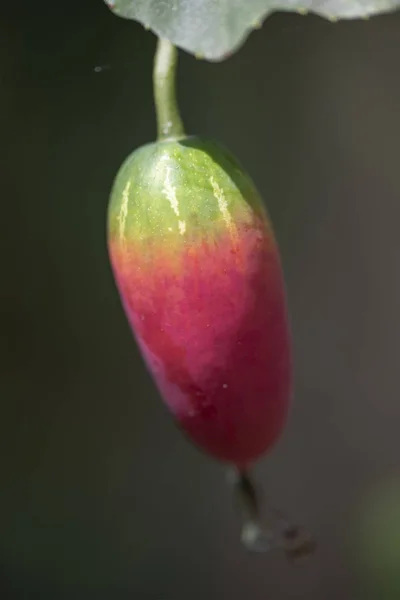 El fruto de la planta Coccinia grandis close-up . — Foto de Stock
