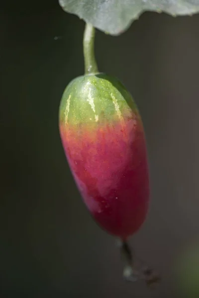 El fruto de la planta Coccinia grandis close-up . — Foto de Stock