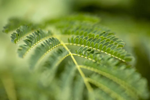 Zielone liście tamaryndowca w przyrodzie. Zbliżenie. Tajlandia, Koh Chan — Zdjęcie stockowe