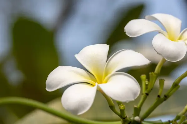 Plumeria - eine weiße Blume in Nahaufnahme bei natürlichem Licht. — Stockfoto