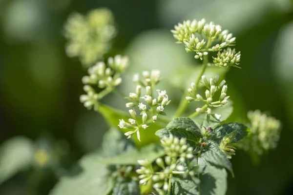 Cromo fragante (lat. Chromolaena odorata) - planta perenne o — Foto de Stock