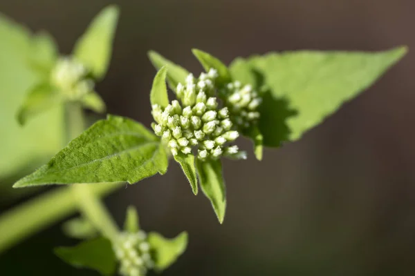 Cromo fragante (lat. Chromolaena odorata) - planta perenne o — Foto de Stock