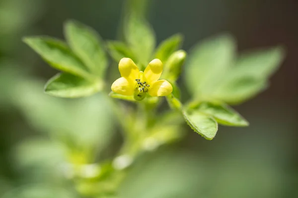 Pflanze gynandropsis gynandra aus nächster Nähe in natürlichem Licht. — Stockfoto