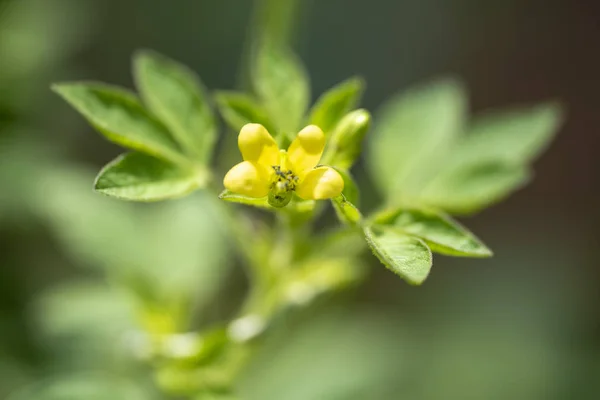 자연 광에 식물 Gynandropsis gynandra 클로즈업. — 스톡 사진