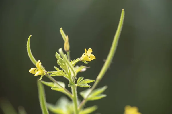 Planta Gynandropsis gynandra primer plano en luz natural . — Foto de Stock