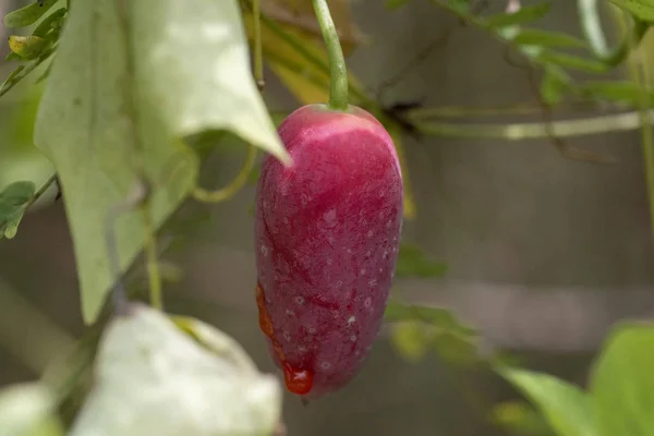 The fruit of the plant Coccinia grandis close-up. — Stock Photo, Image