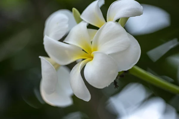 Plumeria - bílá květina zblízka v přirozeném světle. — Stock fotografie