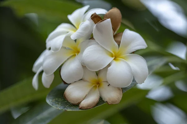 Plumeria - bílá květina zblízka v přirozeném světle. — Stock fotografie