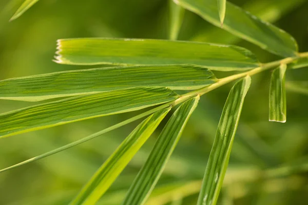 Textura del primer plano de la hoja de palma verde — Foto de Stock