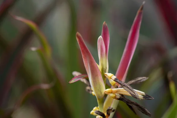 Helikonia-Blüte in Nahaufnahme bei natürlichem Licht. — Stockfoto