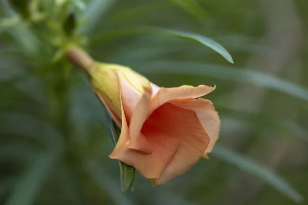 Thevetia peruviana (Cascabela Thevetia)-växt i naturen, nära — Stockfoto