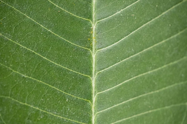 Текстура зелёного листа крупным планом — стоковое фото