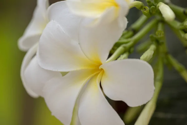 Plumeria - bílá květina zblízka v přirozeném světle. — Stock fotografie