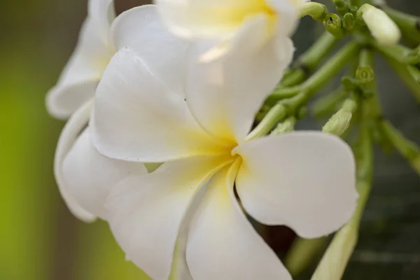 Plumeria - una flor blanca en primer plano a la luz natural . — Foto de Stock