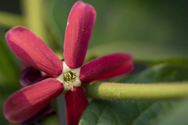 Quiskwalis Indian (lat.uisqualis indica) - Gros plan sur les fleurs en n — Photo